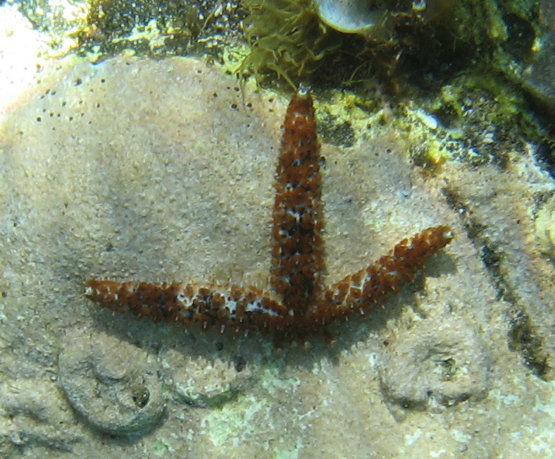 Coscinasterias tenuispina (Lamarck, 1816)